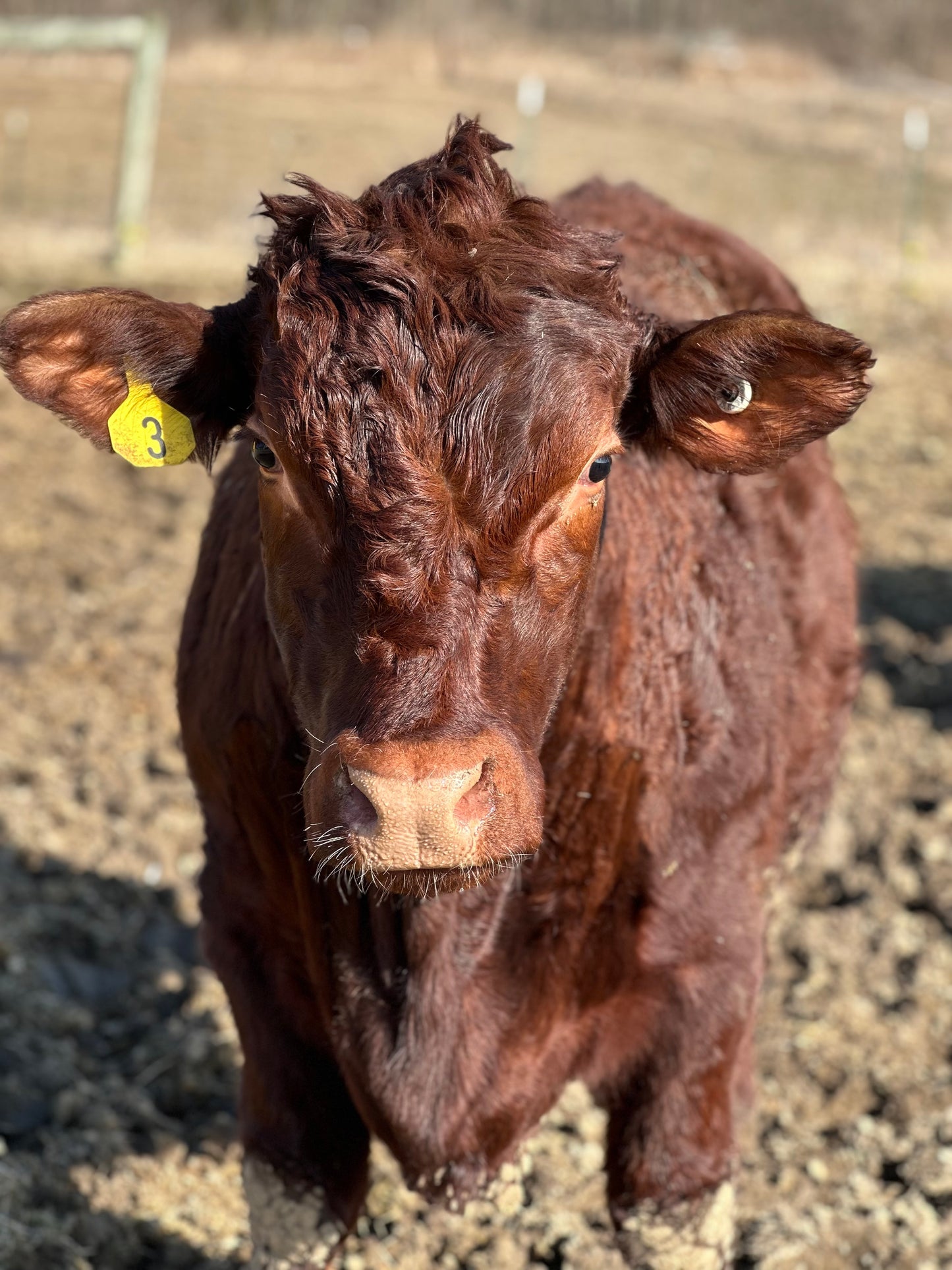 1/4 Cow Deposit