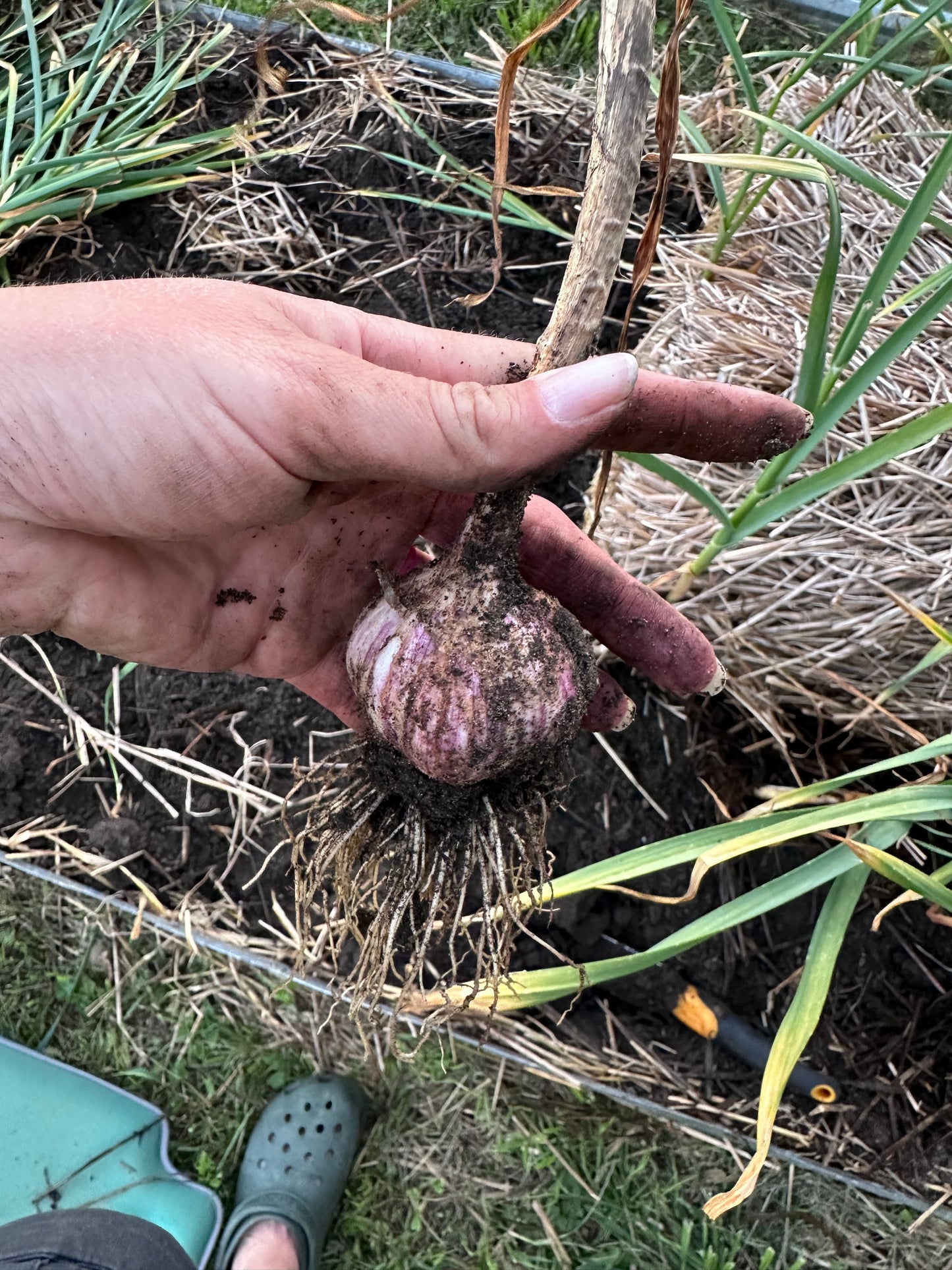Garlic