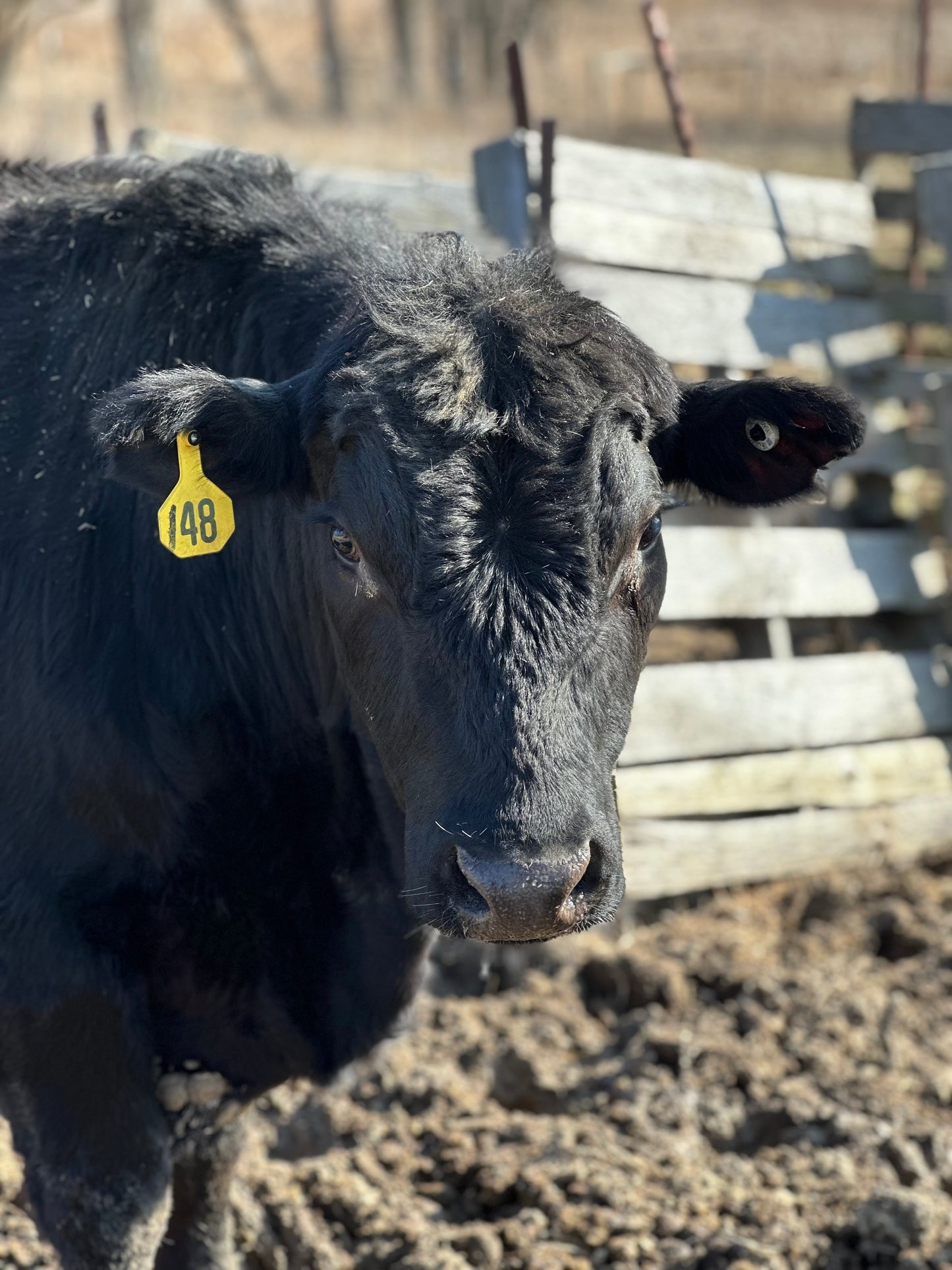 1/2 Cow Deposit