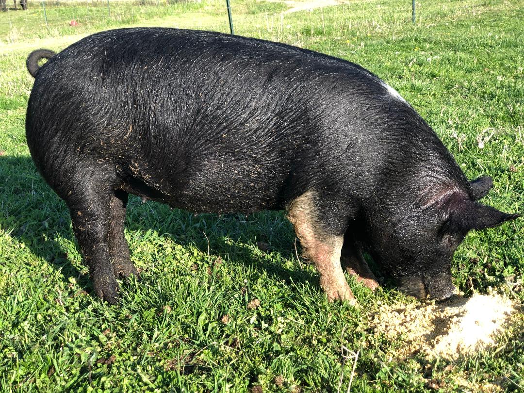 Pork Share-Whole Hog Deposit
