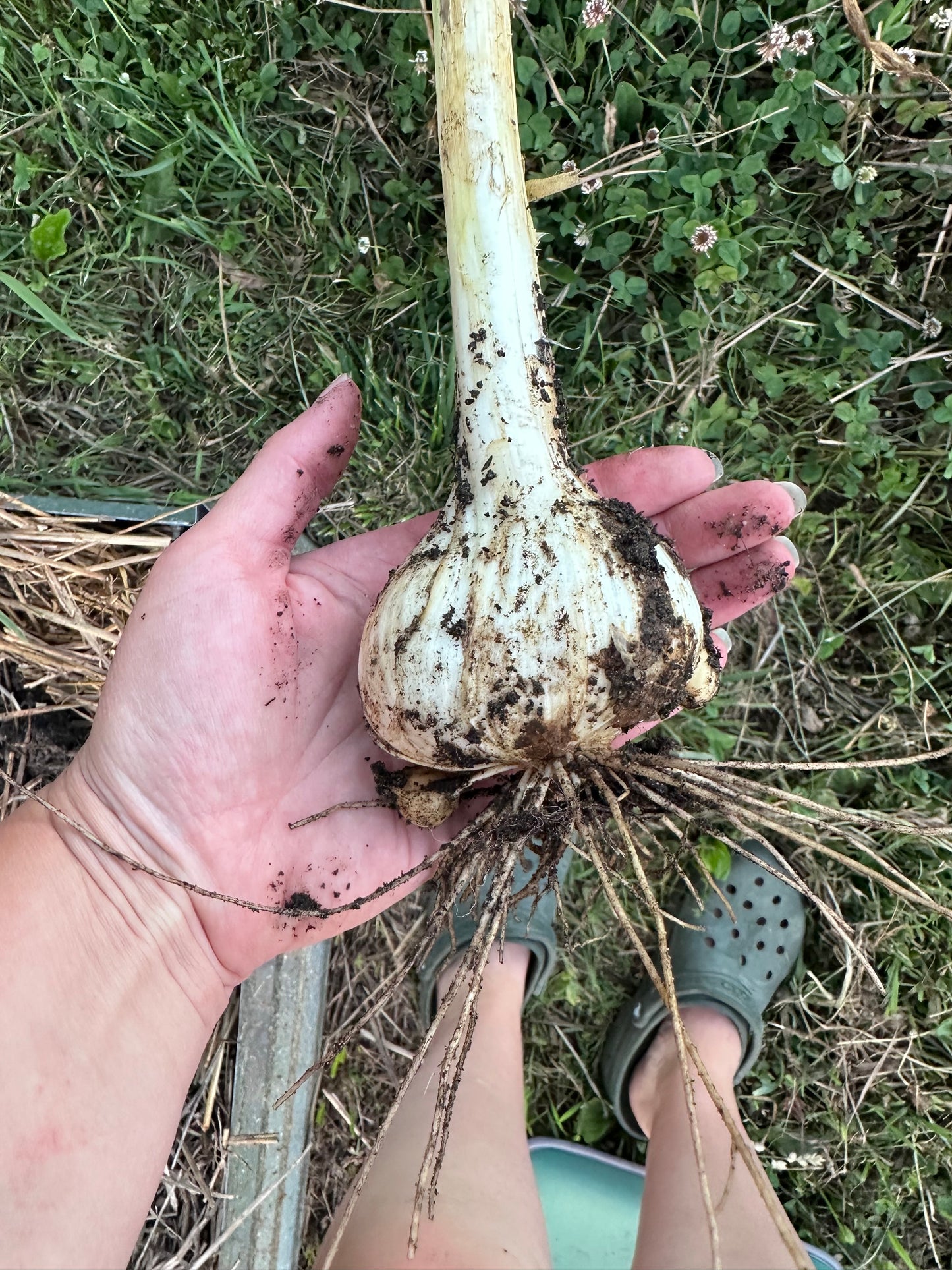 Garlic