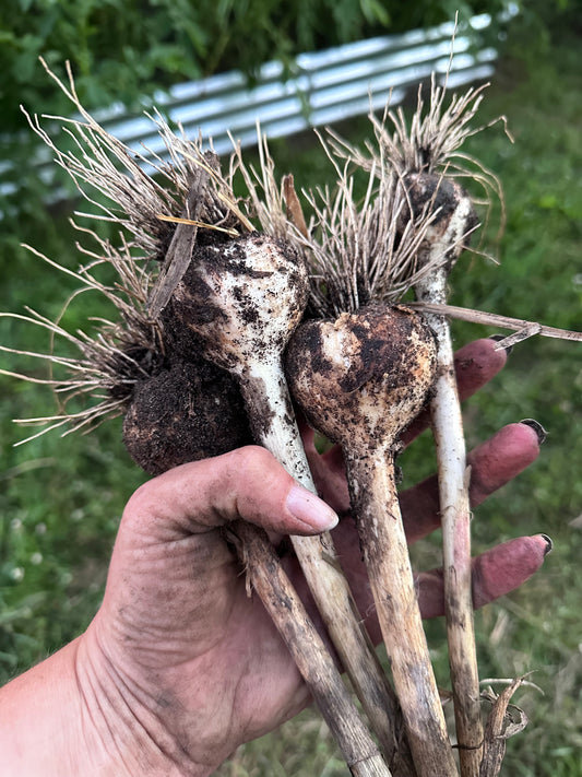 Garlic